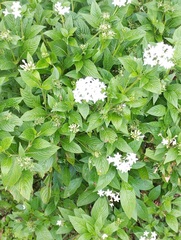 Pentas lanceolata