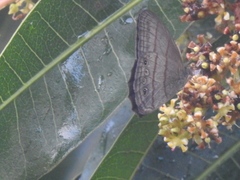 Cissia