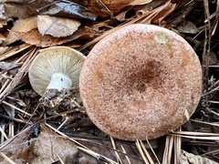 Lactarius chelidonium