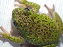 Hyla gratiosa