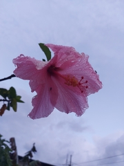 Hibiscus pedunculatus