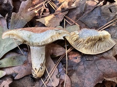 Lactarius chelidonium