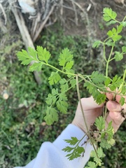 Torilis arvensis