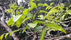 Spondias purpurea