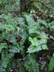 Pleopeltis polypodioides