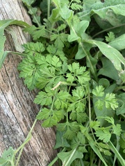 Torilis arvensis