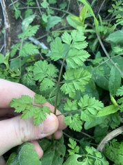 Torilis arvensis