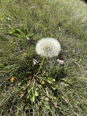 Taraxacum erythrospermum