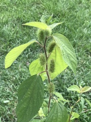 Acalypha