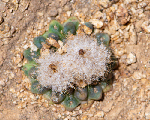 Eriosyce odieri
