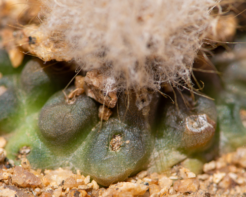 Eriosyce odieri