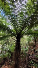 Cyathea smithii