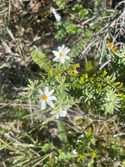 Chiliotrichum diffusum