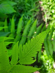 Thelypteridaceae