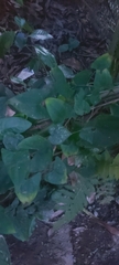 Syngonium podophyllum