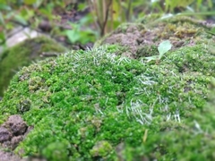 Dicranum montanum