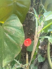 Ipomoea hederifolia