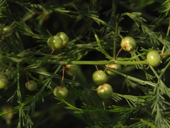 Asparagus