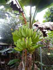 Musa paracoccinea
