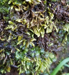 Hyocomium armoricum