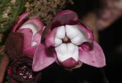 Duguetia cadaverica