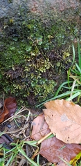 Hyocomium armoricum
