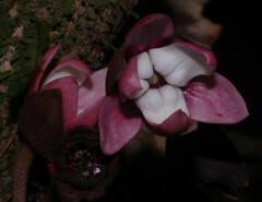 Duguetia cadaverica