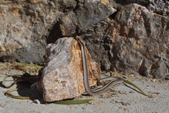 Salvadora deserticola