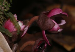 Duguetia cadaverica