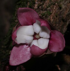 Duguetia cadaverica