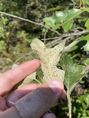 Callirhytis bipapillata