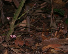 Duguetia cadaverica