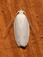 Antaeotricha albulella