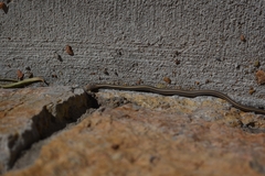 Salvadora deserticola