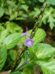 Stachytarpheta jamaicensis