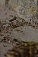 Salvadora deserticola