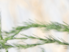 Asparagus