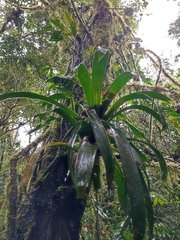 Tillandsioideae