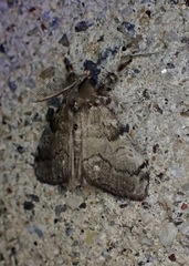 Dasychira vagans