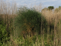 Asparagus