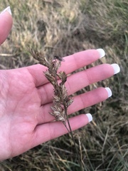 Phalaris arundinacea