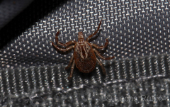 Amblyomma