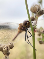 Sympetrum frequens