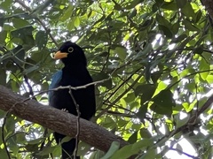 Cyanocorax yucatanicus