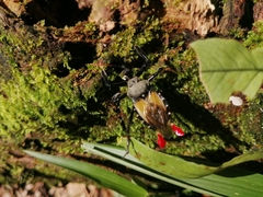 Apiomerus vexillarius