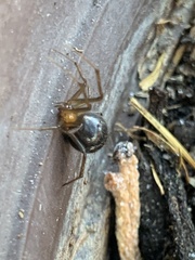 Steatoda grossa