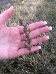 Phalaris arundinacea