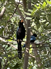 Cyanocorax yucatanicus