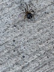 Steatoda grossa