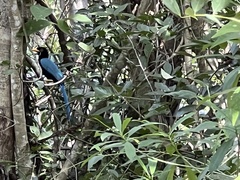 Cyanocorax yucatanicus